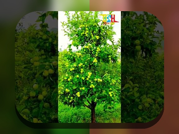 اهمیت و رازهای پشت عکس سیب در سایت‌های شرط بندی: چه چیزی باید درباره آن بدانید؟